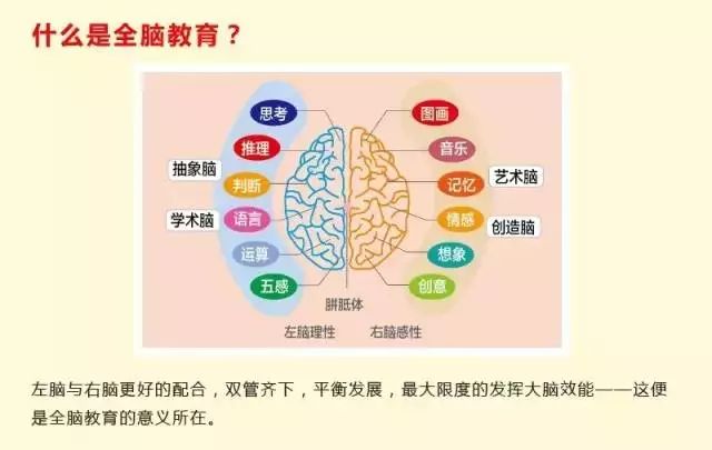 全脑教育协会，引领教育变革，开启智慧之旅
